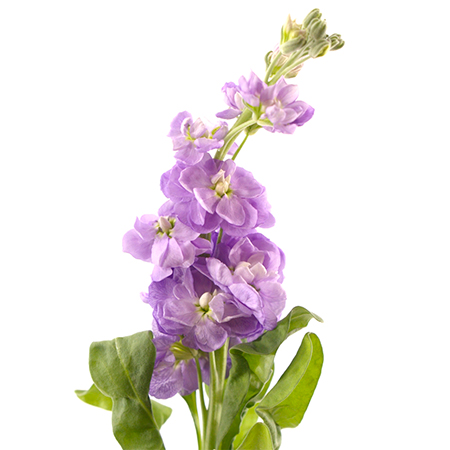  Figaro Lavender